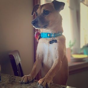 Meet your Posher, Abby